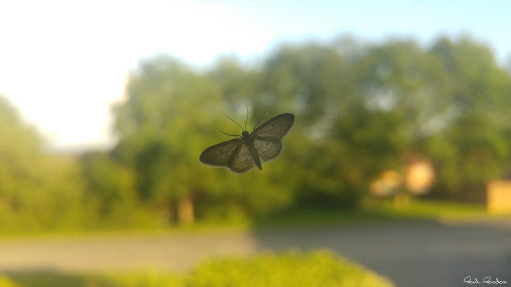 The Moth.